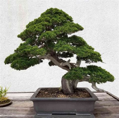 garanian plant for bonsai